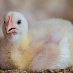 Fastfoodgiganten schieten tekort op het gebied van kippenwelzijnsnormen