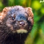 American Mink toegevoegd aan de EU -lijst van invasieve uitheemse soorten