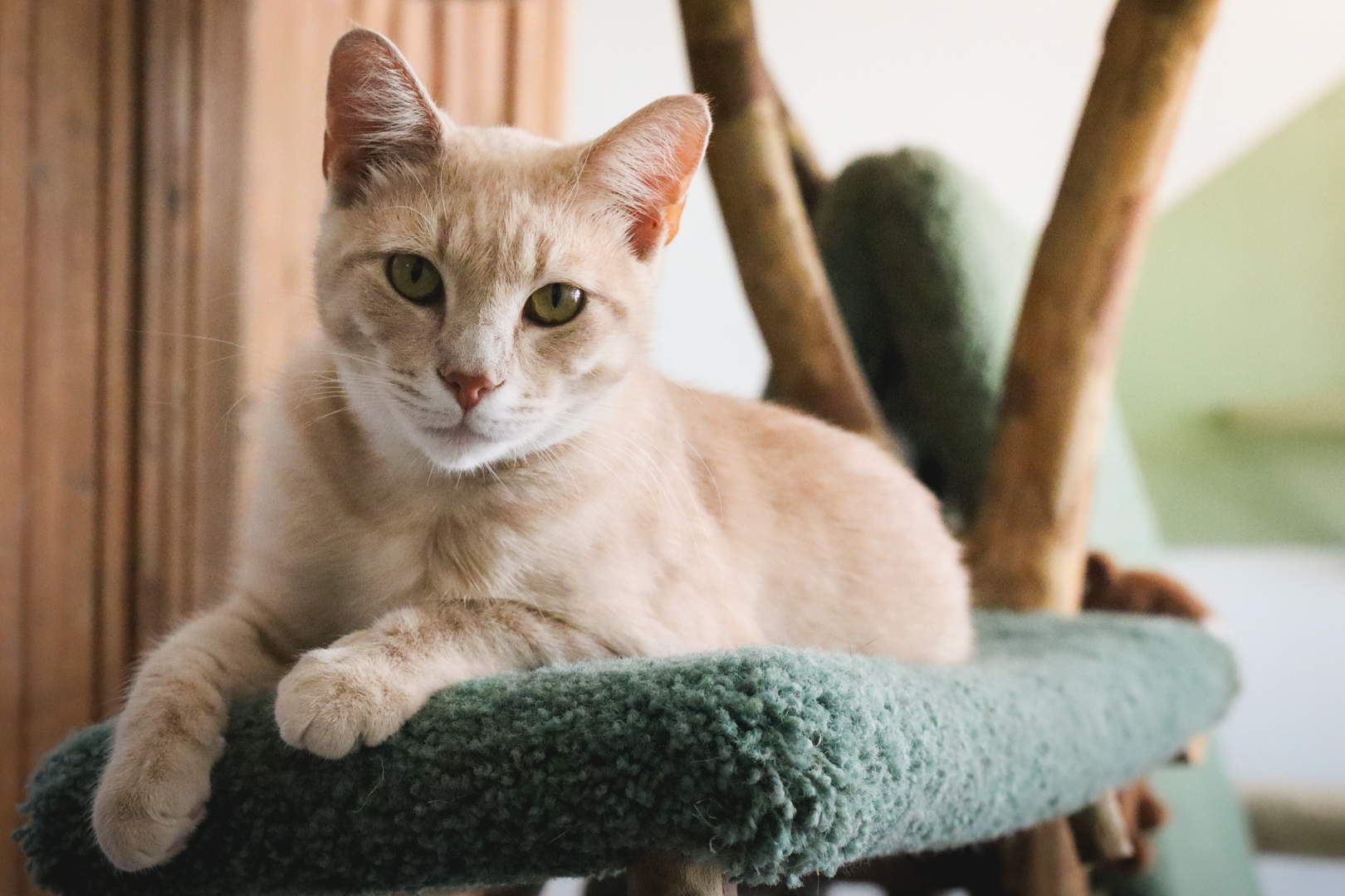Orange cat laying on green cat tree
