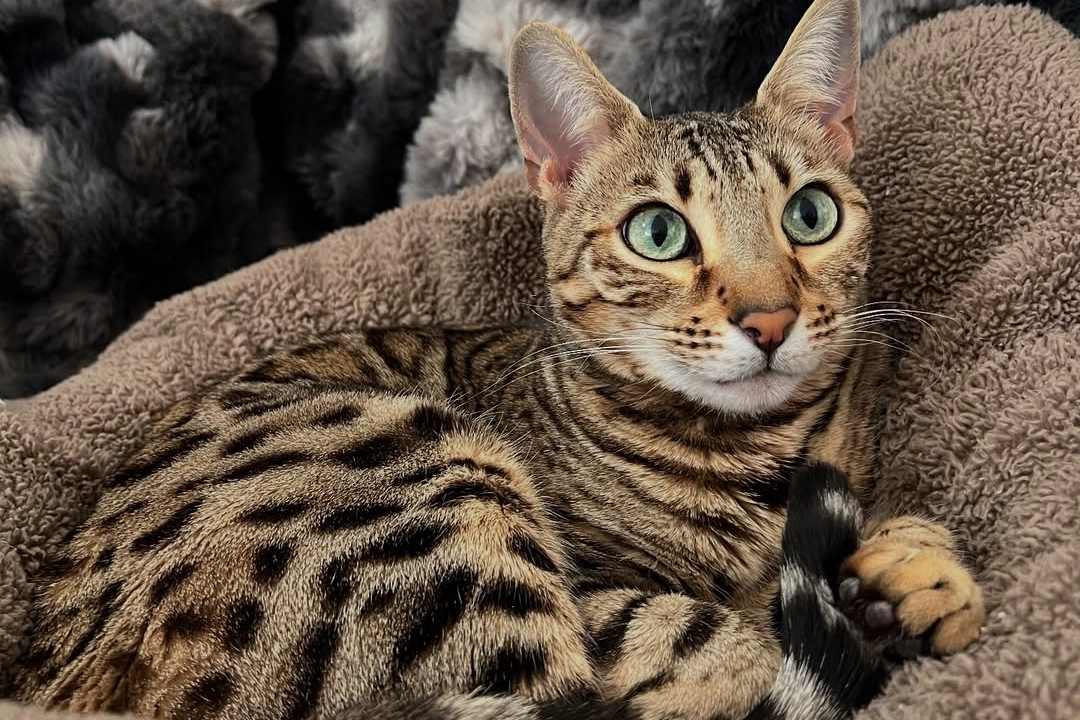 mandu the bengal cat