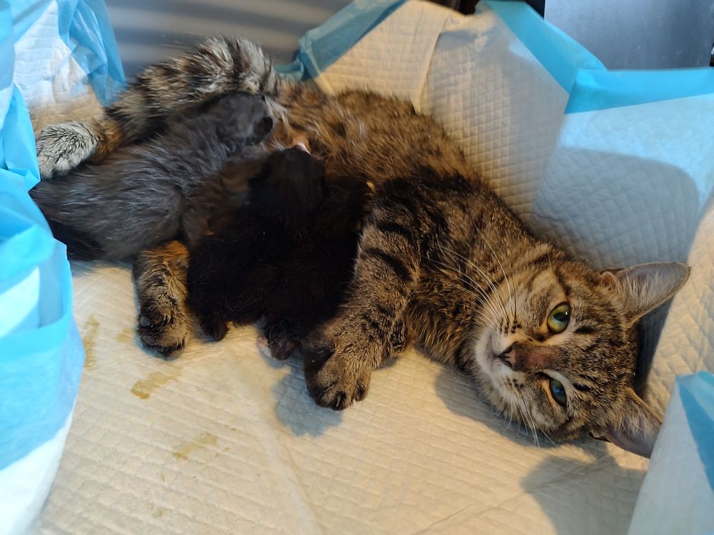 Juna nursing her babies