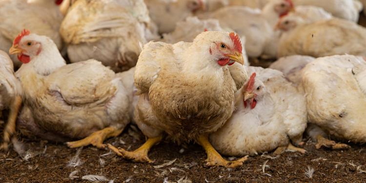 EU-Mercosur-deal ondermijnt de EU-vooruitgang op dieren