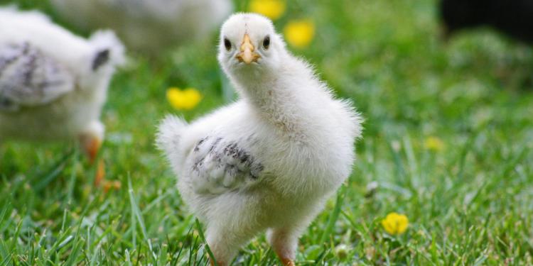 Publiek overleg over de wetgeving van de EU's dierenwelzijn: burgerskans om verandering te eisen