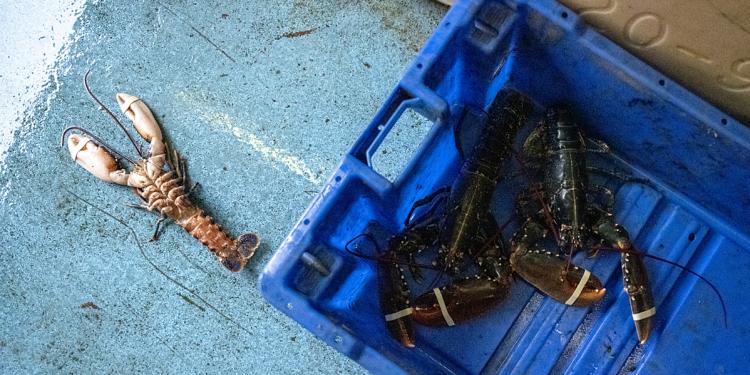 Schaaldieren moeten worden opgenomen in hervormingen van de EU -transport