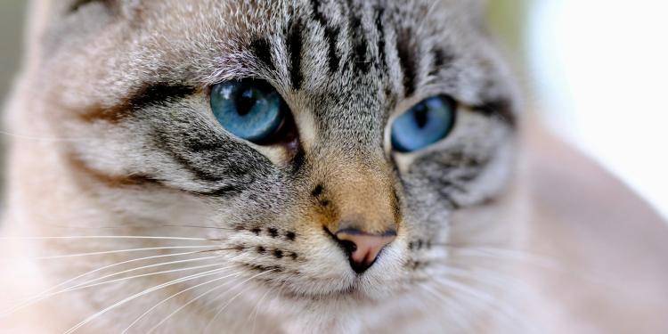 Wat bracht 2025 voor dieren in de EU?