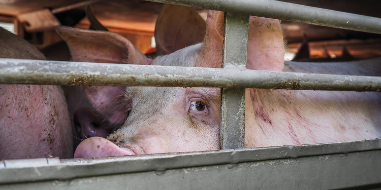 Bezorgdheid over vervoerde dieren groot onder EU-burgers