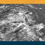 WordsSideKick.com: Een adembenemende eerste glimp van de geboorte van potvissen en hoe NASA astronauten in proefpersonen verandert