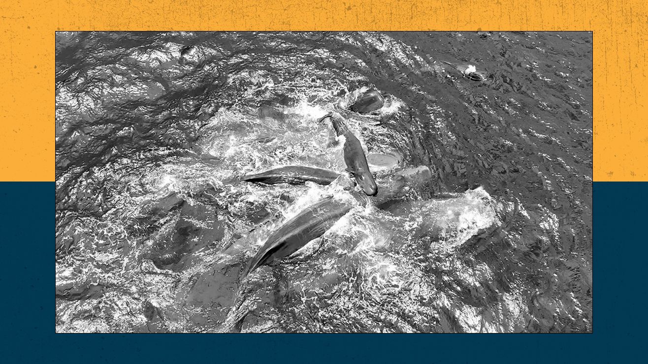 WordsSideKick.com: Een adembenemende eerste glimp van de geboorte van potvissen en hoe NASA astronauten in proefpersonen verandert