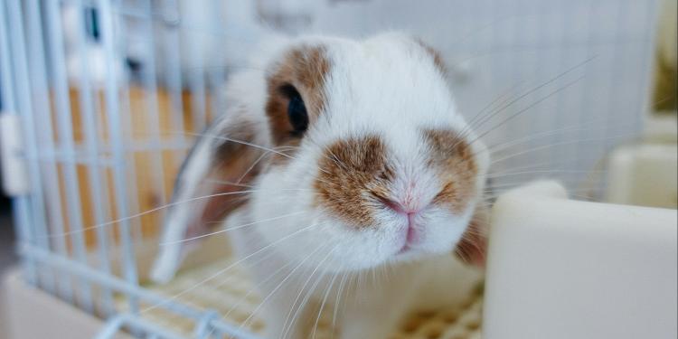 Actieplan voor farmaceutische bedrijven om de transitie naar proefdiervrije wetenschap te versnellen