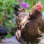 Boeren verzamelen zich in Brussel om een ​​einde te eisen aan het kooitijdperk