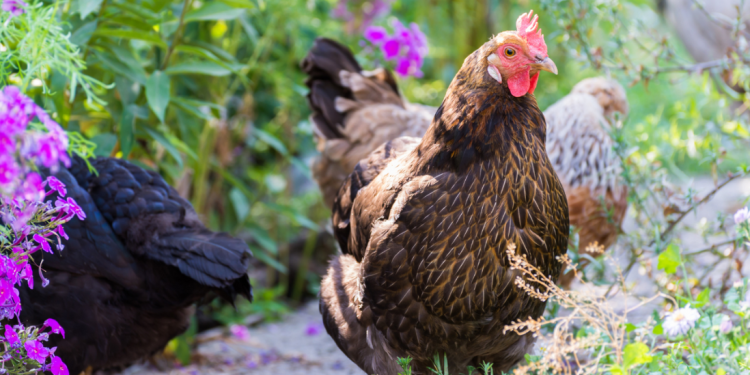 Boeren verzamelen zich in Brussel om een ​​einde te eisen aan het kooitijdperk