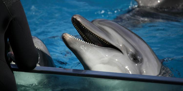 De Belgische regering beschouwt het opnieuw toestaan ​​van dolfinaria als een grote tegenvaller voor het dierenwelzijn