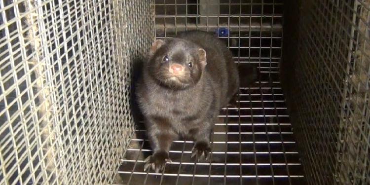 De Europese Ombudsvrouw verzoekt de Commissie om onpartijdig op te treden met betrekking tot ECI voor de pelsdierhouderij