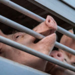 Fraude met varkenstransporten in Denemarken bereikt nieuwe hoogten