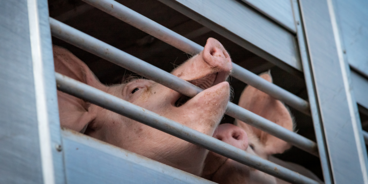 Fraude met varkenstransporten in Denemarken bereikt nieuwe hoogten