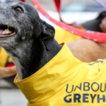 Historisch moment nu Schotland hondenraces verbiedt