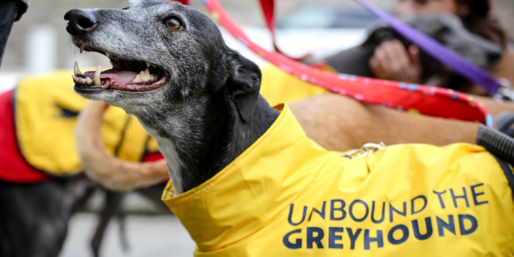 Historisch moment nu Schotland hondenraces verbiedt