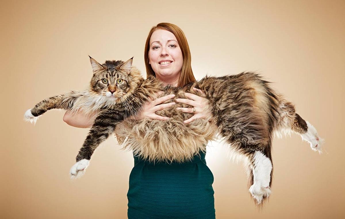 Ludo the longest cat in the world