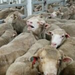 Ondanks zorgen over welzijn worden dieren nog steeds naar oorlogsgebieden gestuurd