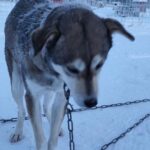 Sledehonden mishandeld in de toeristische sector van Fins Lapland