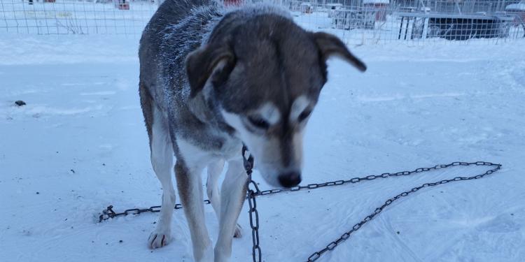 Sledehonden mishandeld in de toeristische sector van Fins Lapland