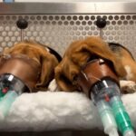 De realiteit van toxiciteitstests op dieren die in nieuwe beelden worden getoond