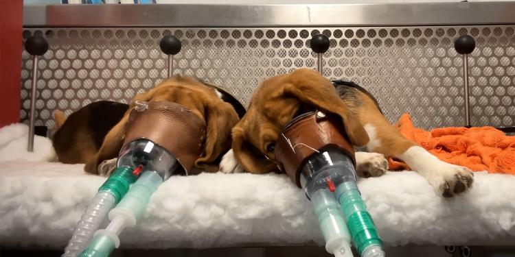 De realiteit van toxiciteitstests op dieren die in nieuwe beelden worden getoond