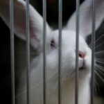 Leden van Eurogroup for Animals leiden de campagne richting niet-dierlijke wetenschap