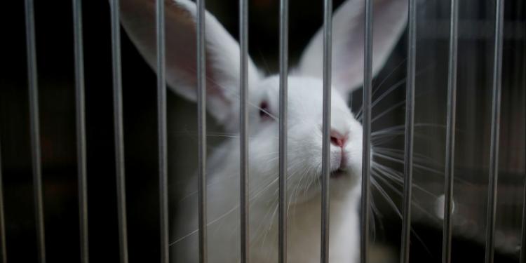 Leden van Eurogroup for Animals leiden de campagne richting niet-dierlijke wetenschap