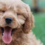 Nieuw EU-kader voor honden- en kattenwelzijn bereikt de eindstreep