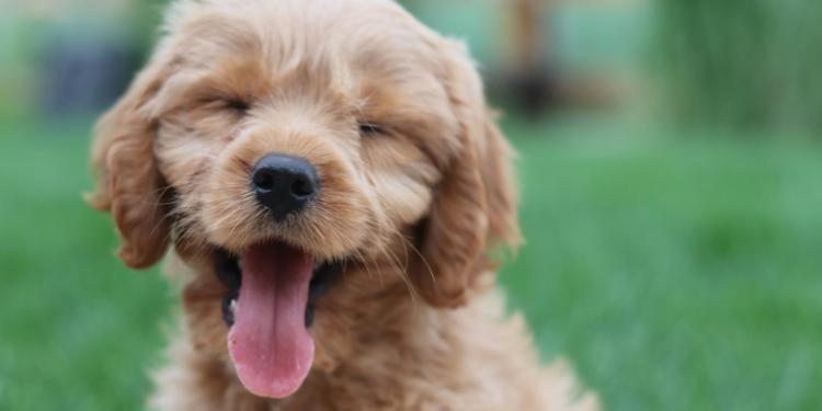 Nieuw EU-kader voor honden- en kattenwelzijn bereikt de eindstreep