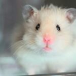 Nieuwe statistieken over dieren die in de wetenschap worden gebruikt, onthullen een bescheiden achteruitgang, maar aanhoudende uitdagingen