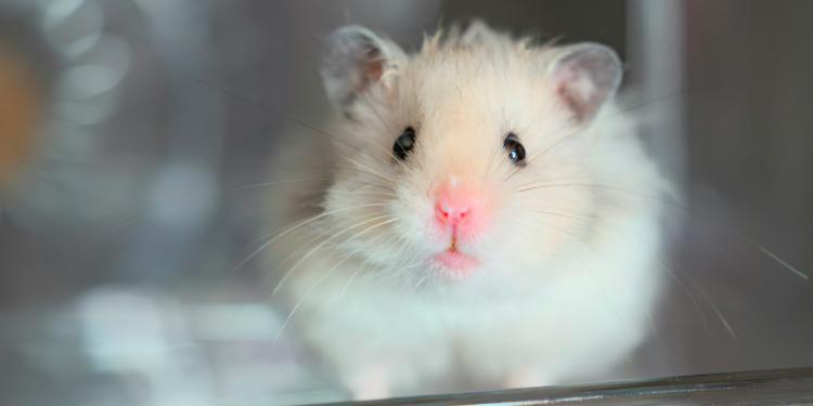Nieuwe statistieken over dieren die in de wetenschap worden gebruikt, onthullen een bescheiden achteruitgang, maar aanhoudende uitdagingen