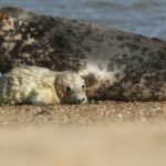 A gray spotted seal sits next to a white furry pup on a beach.