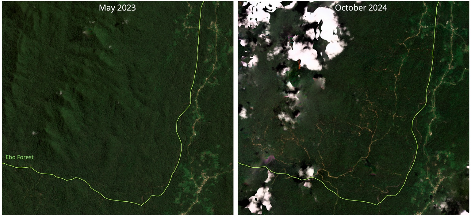 Satellietbeelden van Planet Labs, toegankelijk via Global Forest Watch, tonen de proliferatie van wat lijkt op houtkapwegen en het daarmee gepaard gaande bosverlies in het zuiden van Ebo tussen mei 2023 en oktober 2024.