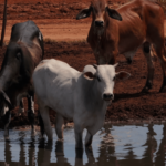 De tijd is rijp voor importeisen op het gebied van dierenwelzijn