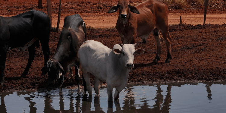 De tijd is rijp voor importeisen op het gebied van dierenwelzijn