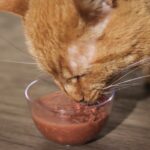 Benefits of Feeding Cats Wet Food