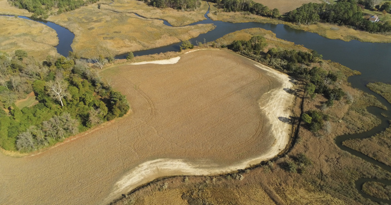 Een veld in Delaware, in het oosten van de Verenigde Staten. Zout langs de randen beïnvloedde de gewasgroei. Afbeelding met dank aan Jarrod Miller/Delmarva zoutwaterinbraak.