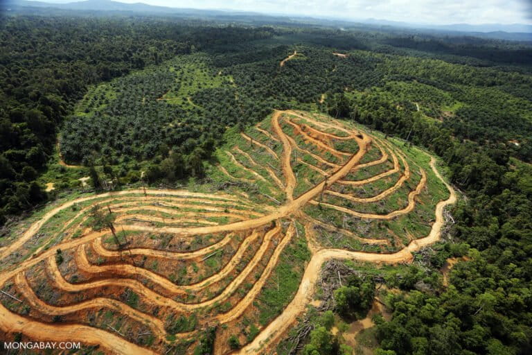 Oliepalmlandgoed en regenwoud in Maleisisch Borneo.