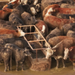 Mercosur feedlot-beelden leggen de harde realiteit achter de handelsovereenkomst bloot