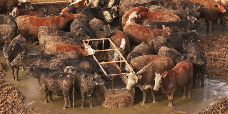 Mercosur feedlot-beelden leggen de harde realiteit achter de handelsovereenkomst bloot
