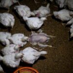 Onderzoek in Spanje en Hongarije brengt gruwelijke omstandigheden op kippenboerderijen aan het licht