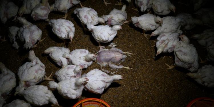 Onderzoek in Spanje en Hongarije brengt gruwelijke omstandigheden op kippenboerderijen aan het licht