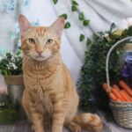 Father’s Day Gift Ideas for Cat Dads