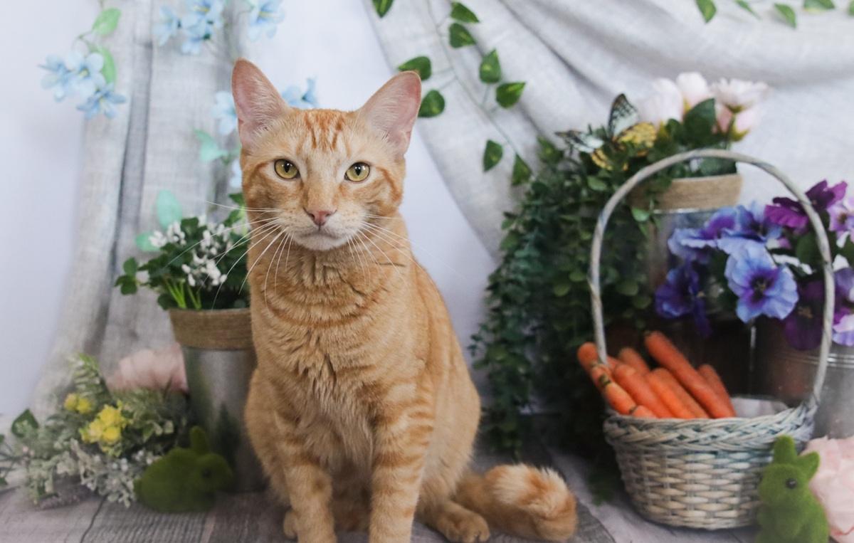 Father’s Day Gift Ideas for Cat Dads