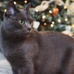 Patriotic Cat Gifts for America’s 250th Birthday