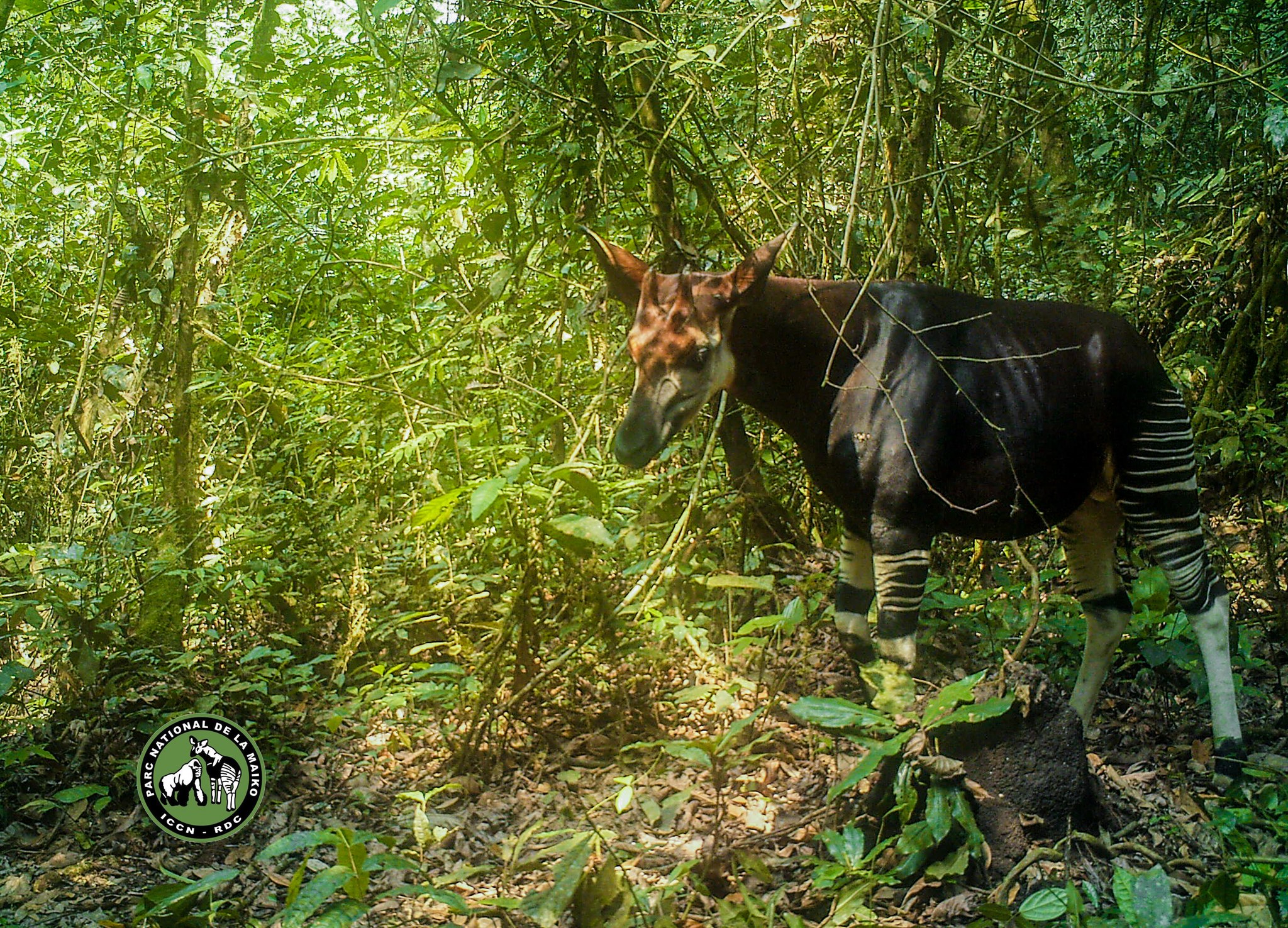Een okapi in het Maiko National Park in de Democratische Republiek Congo. Afbeelding van Maiko National Park met dank aan de communicatieafdeling van het park.