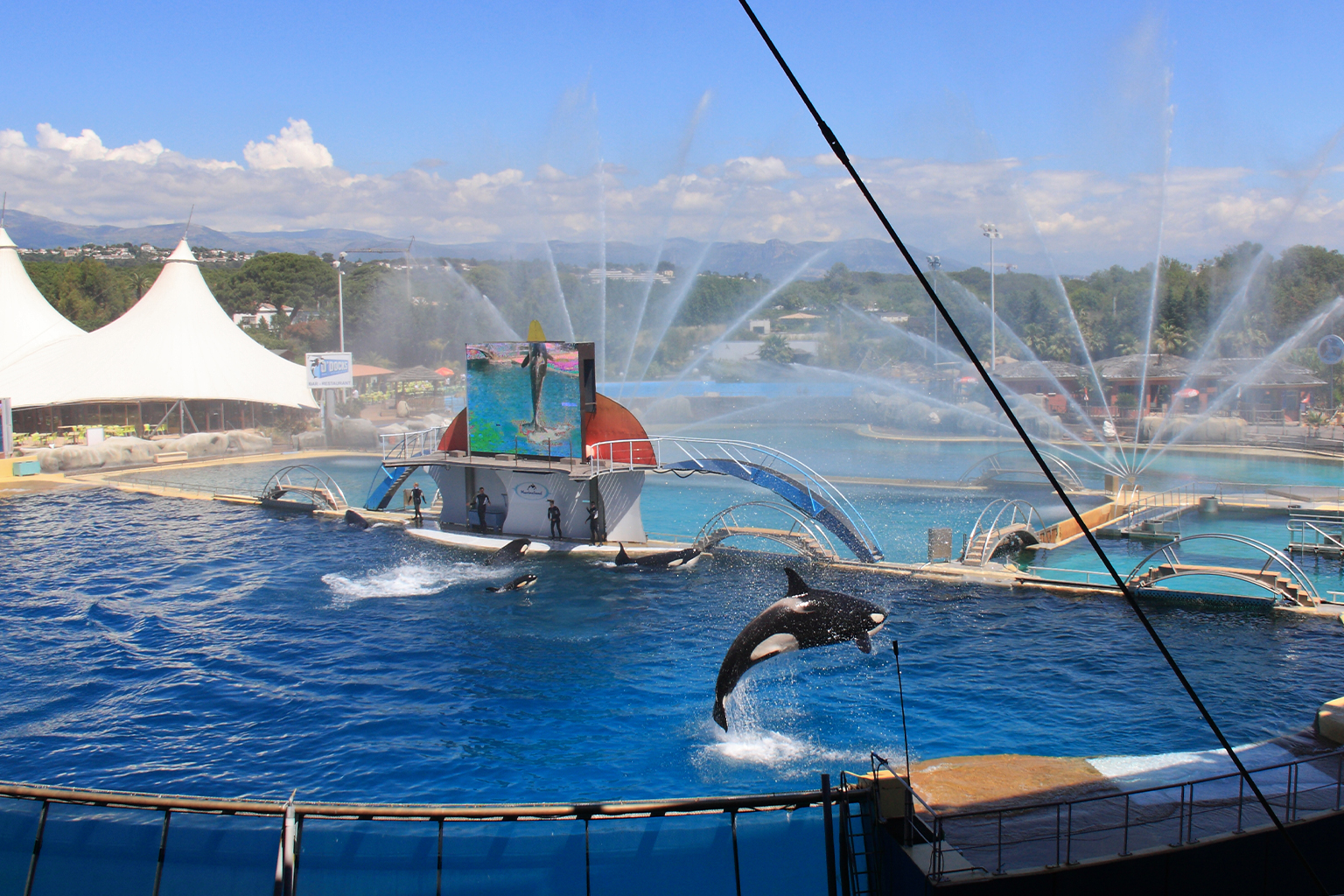 Orka's in betonnen tanks in Marineland Antibes.