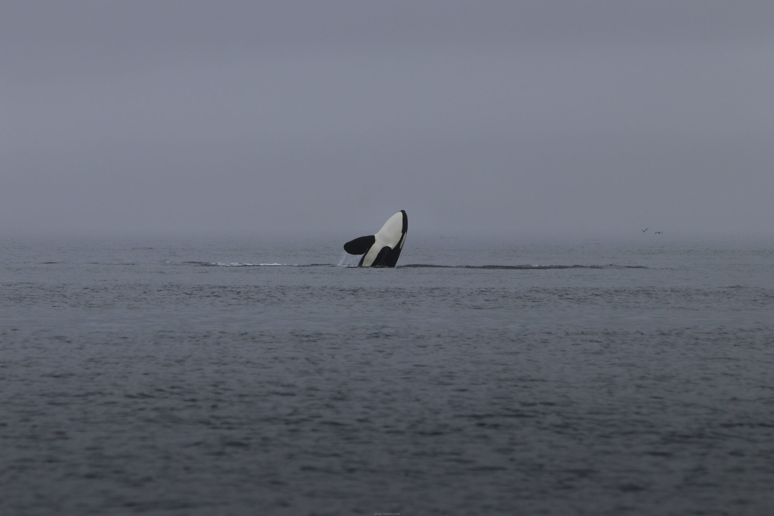 Een orka voor de kust van British Columbia, Canada.